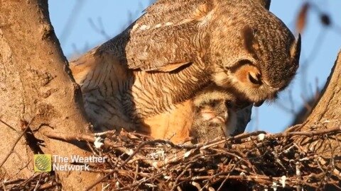 Great horned owl feeds her owlet in the morning sun