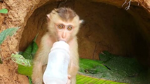 Poor kley monkey was so happy that I bought milk while it was raining heavily-7