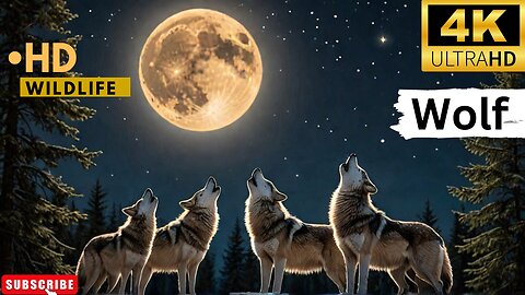 Watching Wolves Howl at the Moon | Amazing Wildlife Footage ll Epic Fail ll