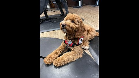 Service Dog Questions