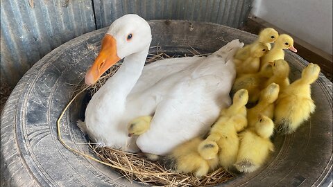 Unveiling Duck Farming Abuse | cruelty farm