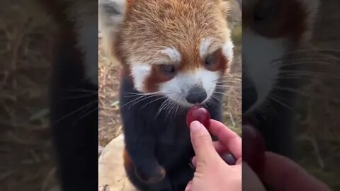Red Panda can apparently stand on their hind legs for long periods of time