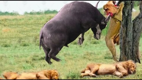 Lions vs Buffalo :Buffaloes are very dangerous