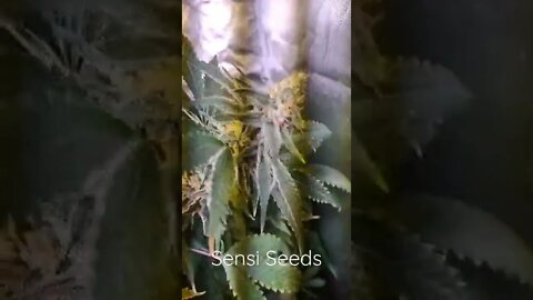 Sensi Seeds is Frosty Pawg