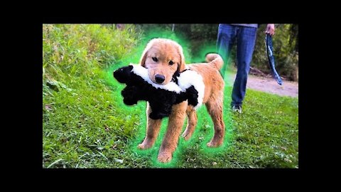 GOLDEN RETRIEVER PUPPY FINDS SKUNK!