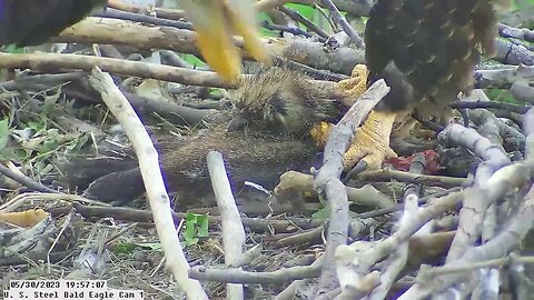 USS Bald Eagle Cam 1 5-30-23 @ 8:15 pm - Claire brought in furry roadkill.