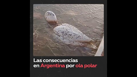 Los estragos de la ola polar en Argentina