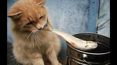 😹 A funny cat tries to steal a fish from a bucket and he almost succeeds.