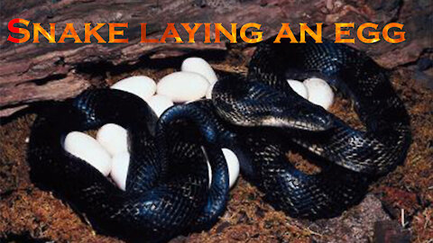 Snake laying an egg | Trending | SURPRISE KING SNAKE EGGS!! CAUGHT IN THE ACT OF EGG LAYING
