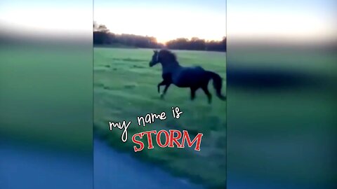 Taking my friend 🐎 Storm for a ride in a beautiful dawn