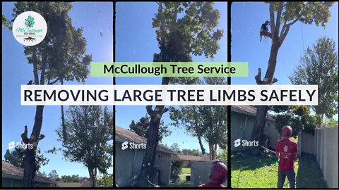 Removing Large Tree Limbs Safely