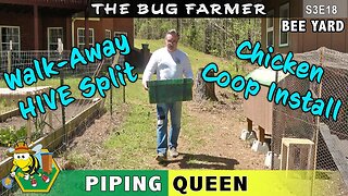 Walk-Away Split | AND | Chicken Coop Install. Birds and the Bees