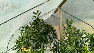 2nd year review of my Outsunny 11' x10' greenhouse inexpensive