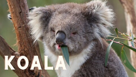 Koala | No Copyright Royalty Footage | Koala Animals | Copyright Free Video | Free Stock Footage