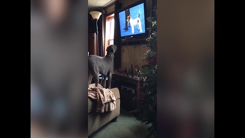 This Dog is Watching his Favorite Show – Too Funny!