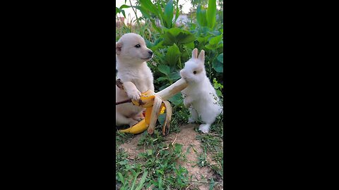 Adorable Bunny Moments That Will Melt Your Heart"