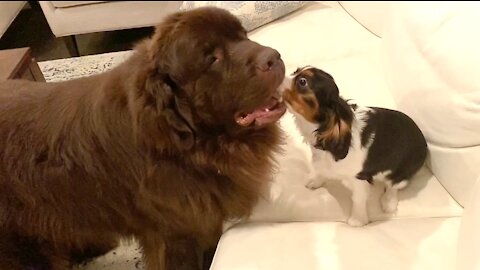 The most unlikely playmates: Giant Newfie and Cavalier puppy