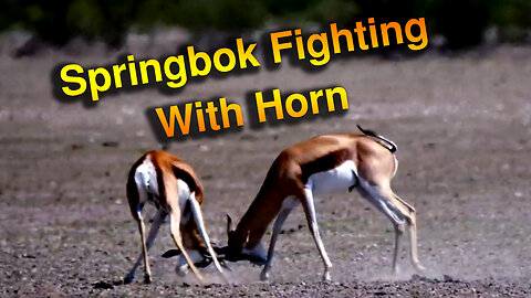 Springbok Fighting With Horns