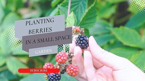 Planting Berries in a Small Space Garden #smallspacegarden