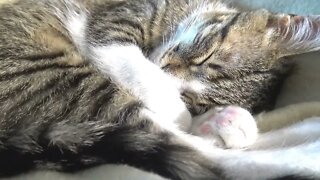 Tiny Cat Covers His Eyes with the Paws