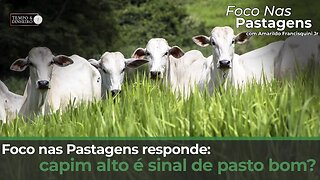 Foco nas Pastagens responde: capim alto é sinal de pasto bom?