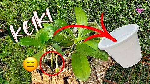 Phalaenopsis Keiki Removal 😫 from Mount 🫤 BEST Lava Rock Potting Tips 🤫 #ninjaorchids #keiki