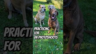 Learning a group sit/stay! #obediencedogtraining #chesapeakebayretriever #dogphotography