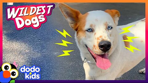 The Funniest, Wildest Dogs We Met This Year! | Animal Videos | Dodo Kids