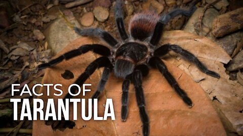 Giant Tarantula | facts For Kids| : one of us has actually been pooped on by one of these ladies