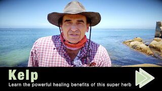 Health Benefits of Kelp