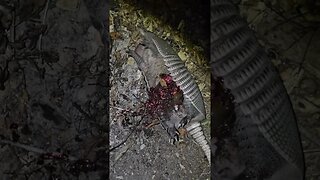 Armadillo Kill Shot Extravaganza #wraith #hunting #gun #thermal #hunt #armadillo #ar15 #223 #556