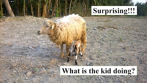 Surprising!!! I have never seen the goat kid like this