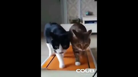 Best Funny Pet Videos Of The 2022 Curious Cats And Dogs Pet Planet