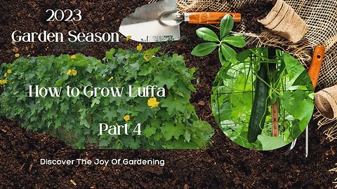 How to Grow Luffa Part 4