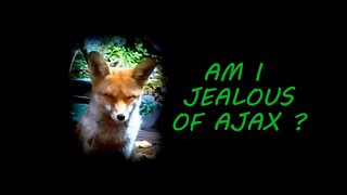 🦊Am I jealous of my wife's love for Ajax the friendly urban fox ?