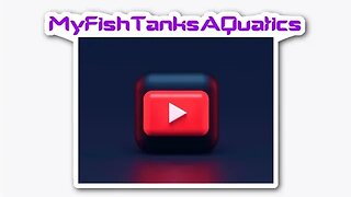 New MyFishTanksAQuatics Community Discord Is LIVE