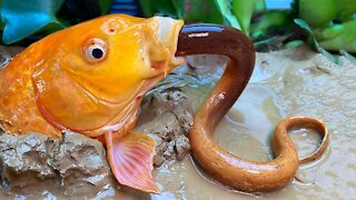 Stop Motion ASMR - Underground Big Fish Eating Eel Fish Trap Primitive Experiment Cooking Cuckoo