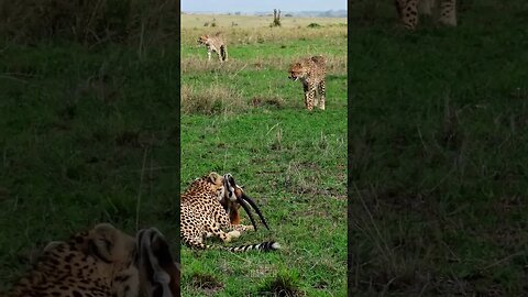 Preparing Dinner... #Wildlife | #ShortsAfrica