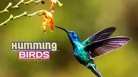 Hummingbirds _ Chirping Theirs Song |