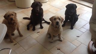 Dogs exhibit patience with synchronized snack trick