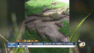 Raccoons causing chaos in family's home