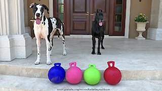 Happy Great Danes Play With New Jolly Balls Horse Toys Gift