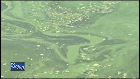 Winnebago County Health Department warns of blue-green algae in Lake Winnebago