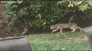 Woman spots bobcat lurking through backyard in 4S Ranch