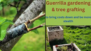 Guerrilla gardening | Grafting bringing costs down on guerrilla gardening