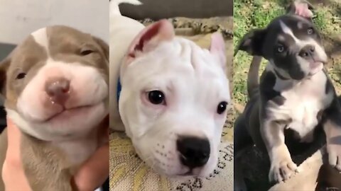 Pitbulls Being Wholesome Funny and Cute Pitbull Compilation!!!