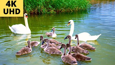 ОХОТА НА ГУСЯ С КАМЕРОЙ 🦢 ГУСИ И ПРОЧИЕ ВОДОПЛАВАЮЩИЕ, ЗВУКИ ПРИРОДЫ ВЕСНА