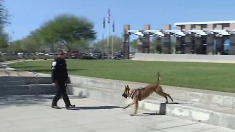 Meet North Las Vegas' newest police dog