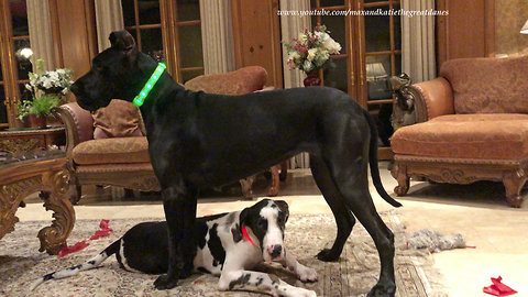 Great Danes play with light-up Christmas collars