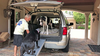 Excited Great Danes Can't Wait the Go for a Car Ride